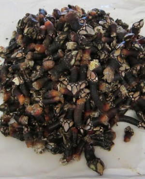 Fresh Percebes (goose barnacles) at a local fish market