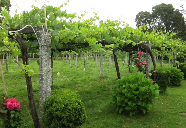 Pergola trained Albariño vines with Spanish granite stakes