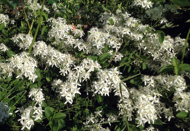 Clouds of white blooms, courtesy of the sweet autumn clematis vine, are in abundance at White Rock Lake. 