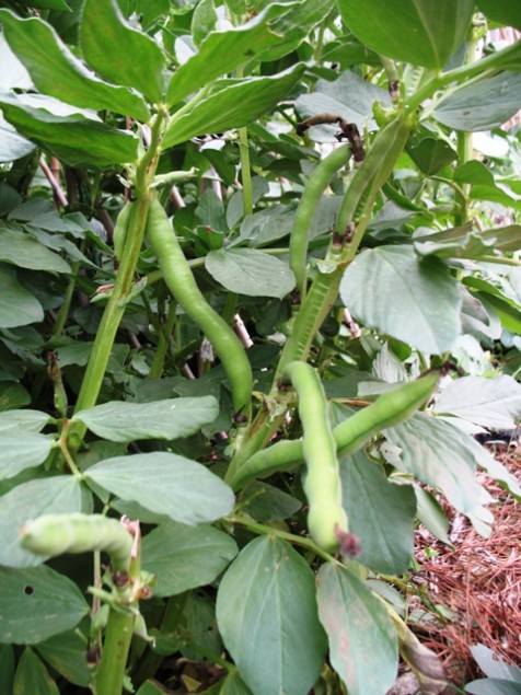 Harvest the mature fava beans when pods are about 6-7 inches long.