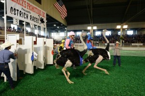 Ostrich races. Credit: Kevin Brown. 