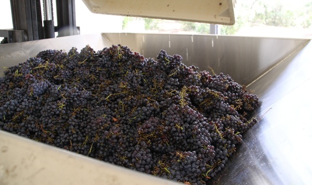 Destemmed grapes ready for fermentation, photo courtesy Duchman Winery