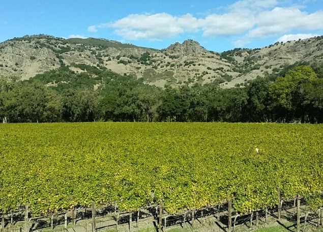 Stag's Leap Wine Cellars Fay Vineyard, all photographs by Hayley Hamilton Cogill