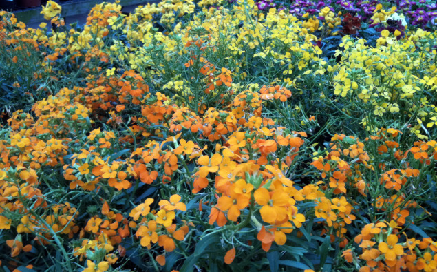 heery Cherianthus pops in lemon yellow and bright orange. Photos Leslie Halleck