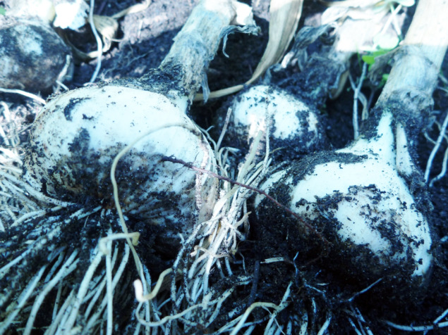 Finished garlic bulbs harvested in late-spring. 