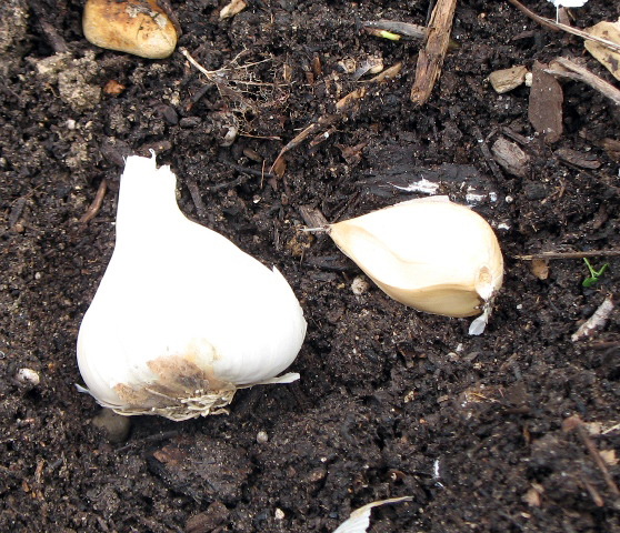 To plant, separate garlic cloves, but don't remove the papery "tunic". 