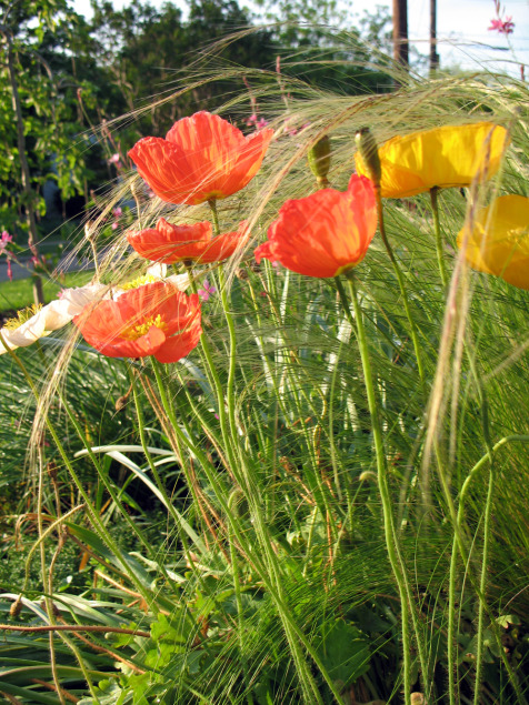 Iceland poppies make a loving companion to Mexican feather grass.