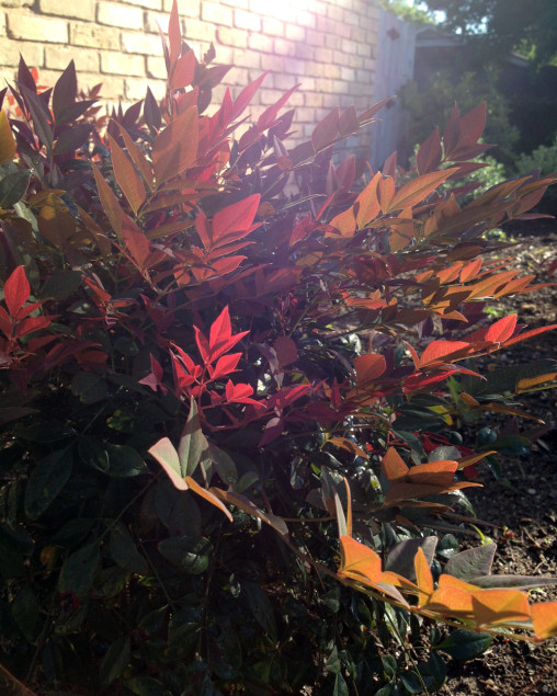 Nandina 'Obssession' is a new obsession of mine. Stunning fall color. 