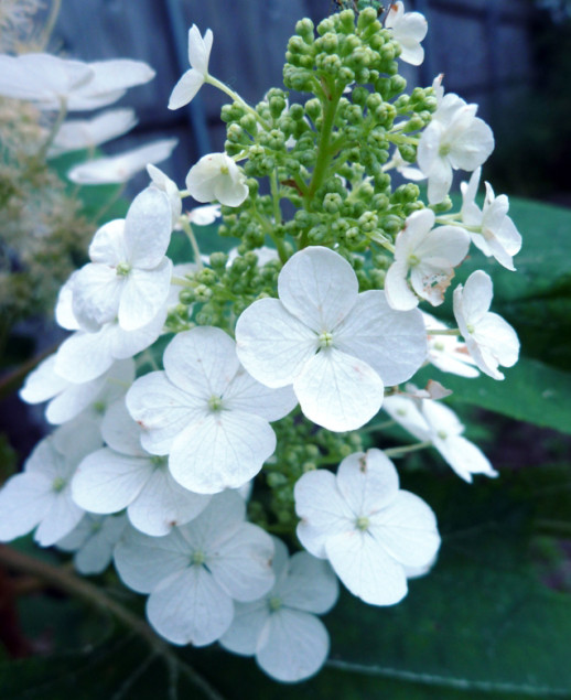 Oakleaf hydrangea not only deliver on big blooms, but offer up striking fall foliage color. 