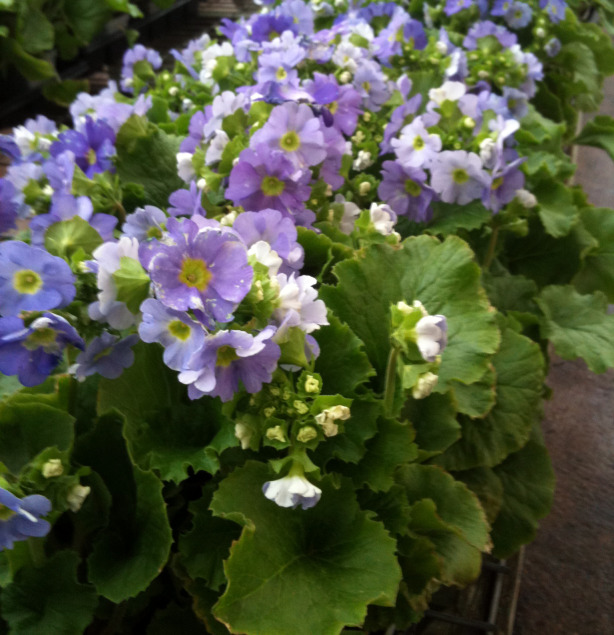 Primrose are perfect for porch planters. 