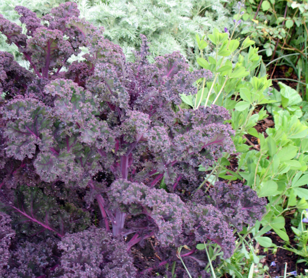 'Red Bor' Kale is the perfect arm candy for just about any cool-season display. 