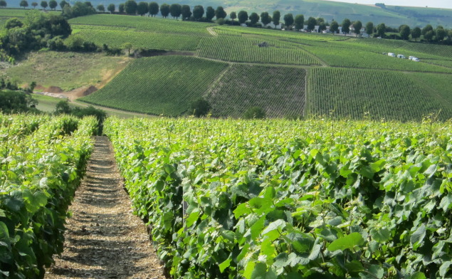 Sancerre Vineyards in Loire Valley