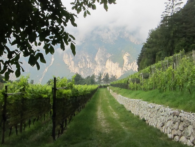 Tieffenbrunner Vineyards in Alto Adige