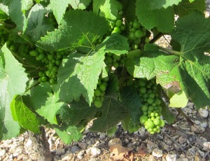 Loire Valley Sauvignon Blanc vines 