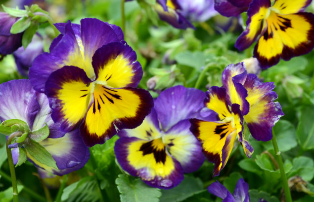 Viola ColorMax Berry Pie is delicious! Photo Dallas Arboretum