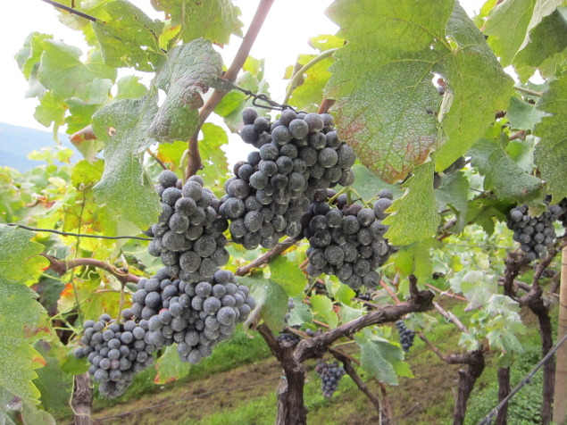 Schiava vines in Alto Adige