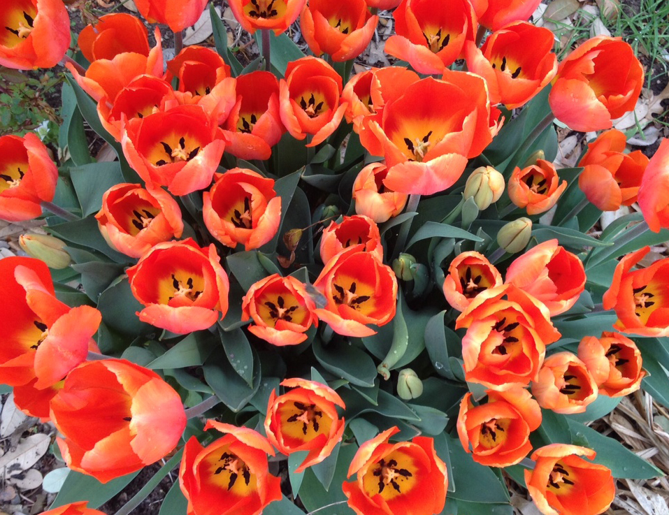 In The Garden Tantalizing Tulips D Magazine