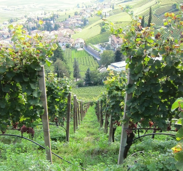 High sloping vines up from the village of Tramin