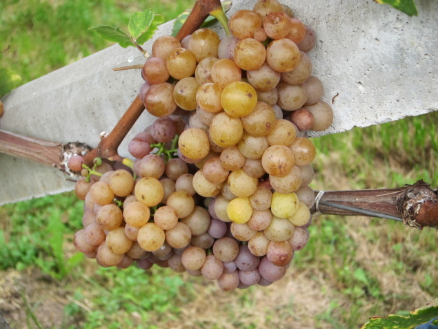 Pinot Grigio Grapes in Alto Adige