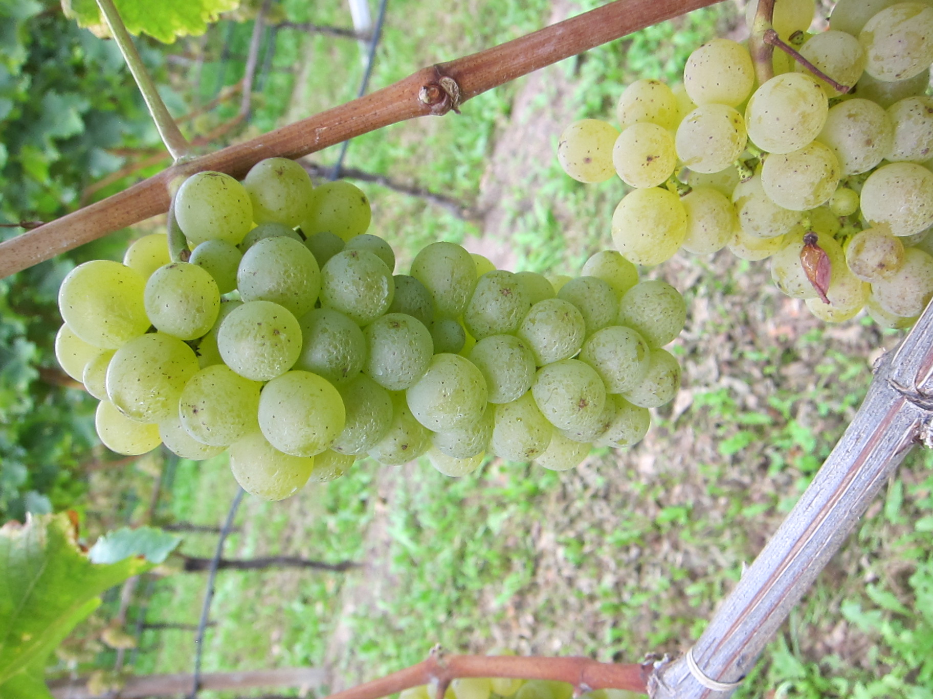 Postcard From Italy The Wines of Alto Adige D Magazine