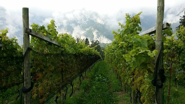 Hofstatt Vineyard