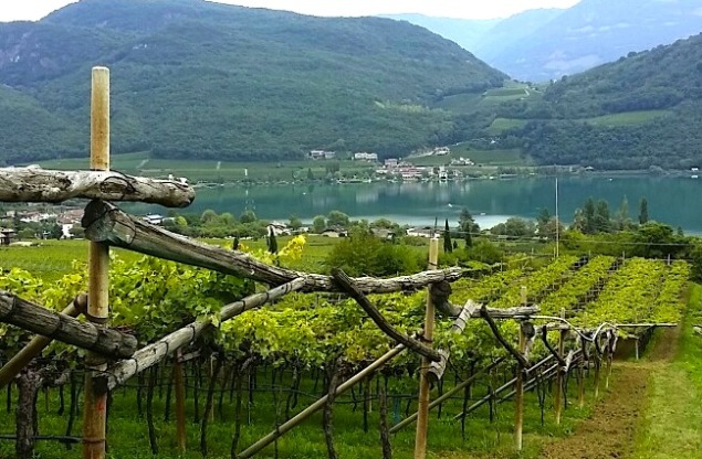  Pergola trained Schiava vines up from the Lake of Caldaro, Alto Adige 