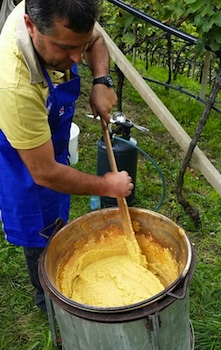 Polenta for lunch in the vineyard.