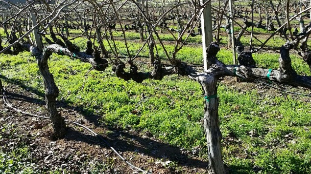 La Jota Vineyards Cabernet Franc Vines on Howell Mountain