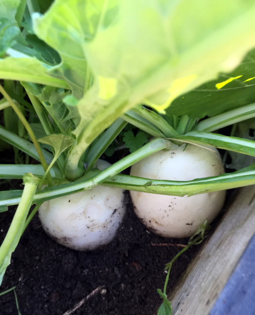 Thin turnip seedling to leave adequate room for root development. Mature turnips should be harvested when they are the size of a small apple. 