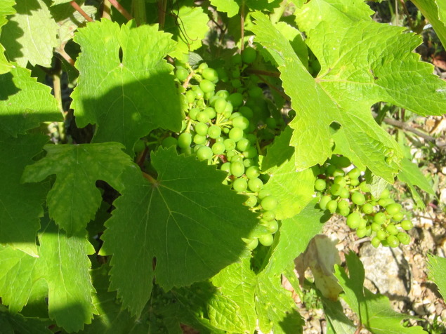 Chenin Blanc vines in Loire Valley