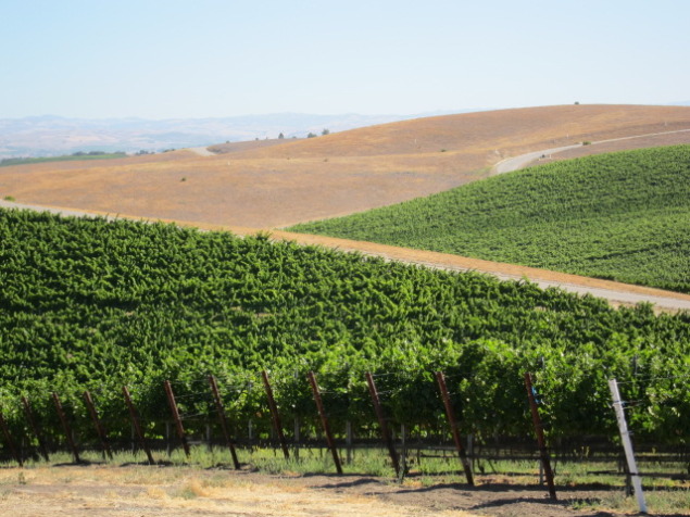 Hope Family Wines SIP Certified, sustainably farmed vineyards in Paso Robles