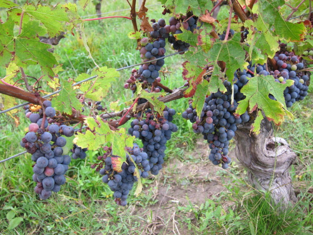 Merlot vines in Bordeaux