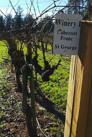 La Jota Cabernet Franc vineyards, planted in 1978 on phyloxera resistant St. George rootstock