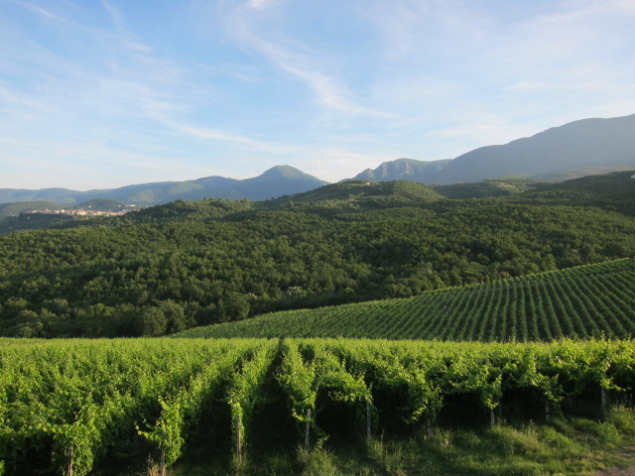 Kir Yianni Xinomavro vines in Naousa, Greece