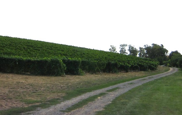 Wheat farm turned vineyards, Spring Valley Vineyards is located just outside the town of Walla Walla.