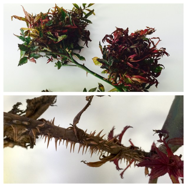 Witch's broom growth and exaggerated thorns are tell-tale signs of rose rosette disease. 