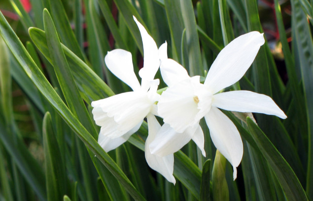 Narcissus 'Thalia in bloom. Photos Leslie Halleck