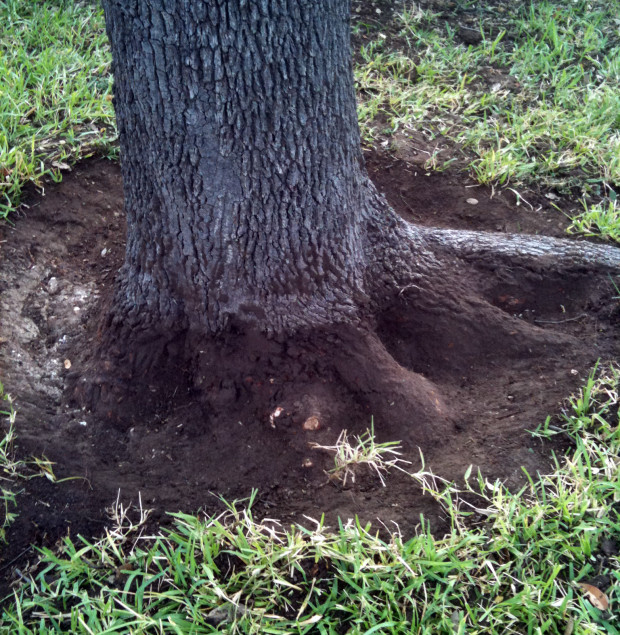 Large girdling roots were removed from this live oak and the root flares properly exposed.