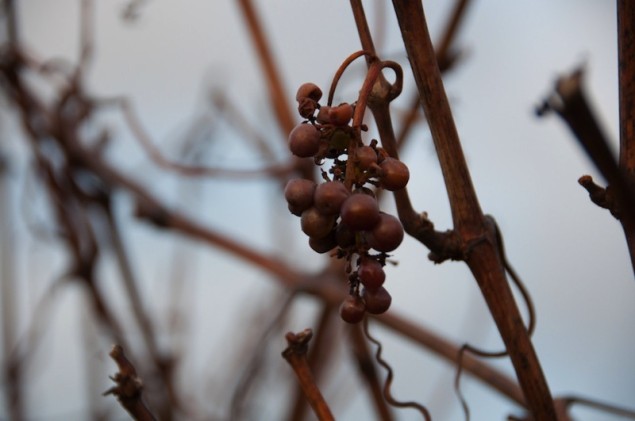 Willamette Valley Pinot Noir vines in wintertime, photos by Hayley Hamilton Cogill 