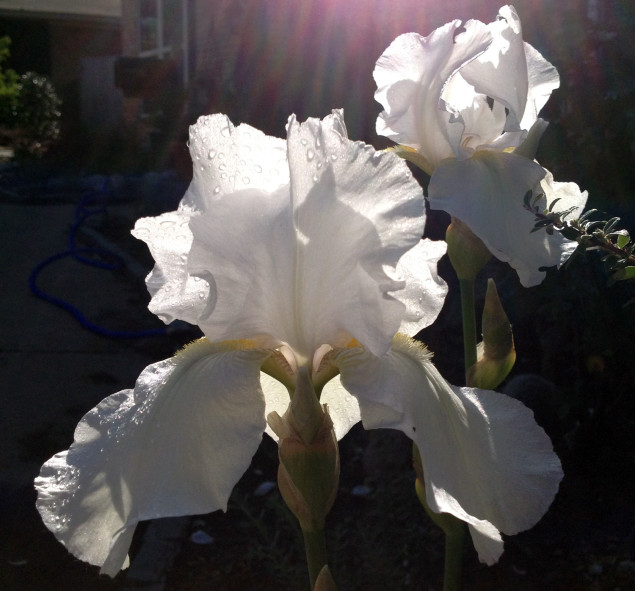 Iris 'Immortality' is its pure white glory. Photos Leslie Halleck