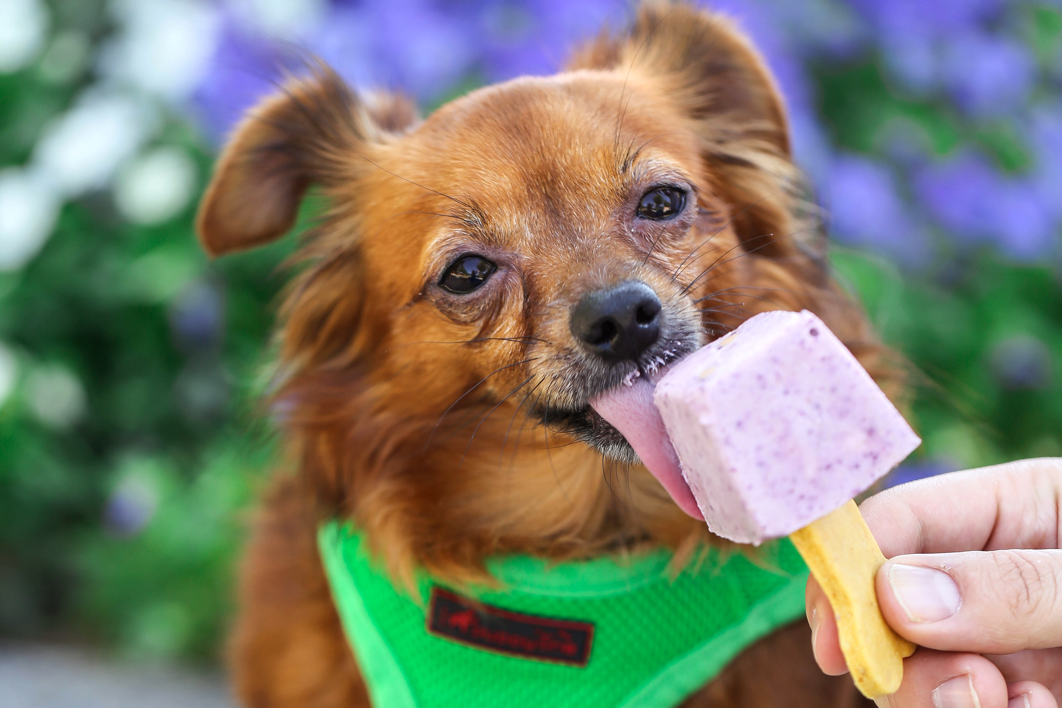 dog popsicles