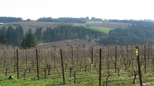 Pinot Noir vines in winter in Willamette