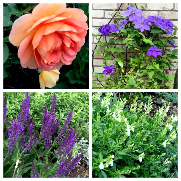 Each of these plants is in their third year in my garden and are now really starting to put on a show!