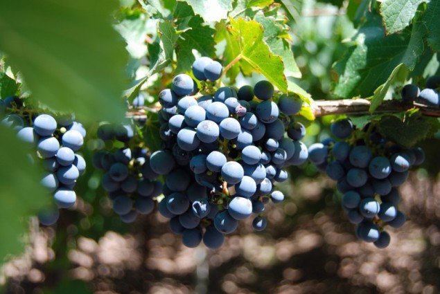 Malbec fruit in Mendoza, photo by Hayley Hamilton Cogill