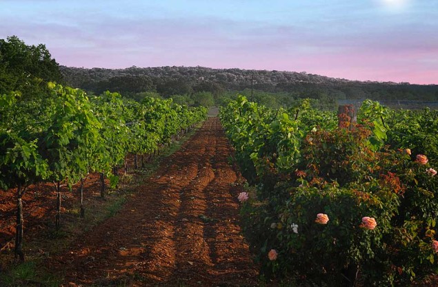 Fall Creek Vineyards in the Texas Hill Country; photo courtesy of Fall Creek Vineyards