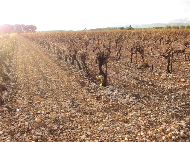 Gravel and stone filled vineyards in Provence, France; all photos by Hayley Hamilton Cogill