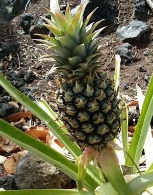 Pineapple