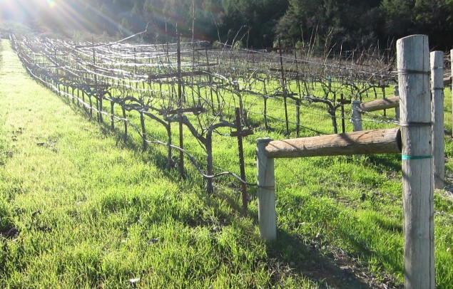 Lokoya vines on Mount Veeder; photo by Hayley Hamilton Cogill