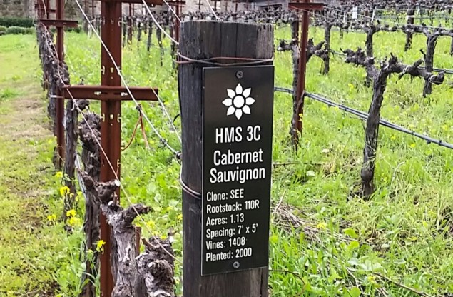 Cabernet Sauvignon vines at Dana Estate; all photos by Hayley Hamilton Cogill