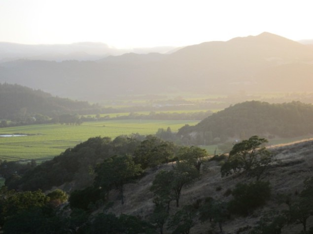 Morning in Napa Valley, photo by Hayley Hamilton Cogill 